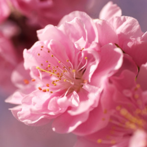 p-07-152-весняний рожева квітка p-07-152-весняний рожева квітка