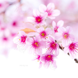 p-07-153-cherry blossom p-07-153-cherry blossom