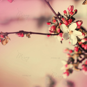 p-07-154-spring flowers (3) p-07-154-spring flowers (3)