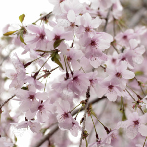 p-07-155-весняні цвети4 p-07-155-весняні цвети4