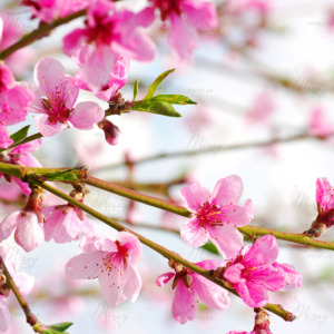 p-07-156-рожеве весняне дерево p-07-156-рожеве весняне дерево