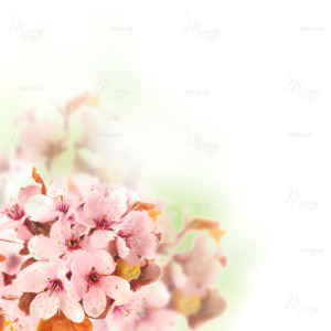 p-07-157-весняні квіти p-07-157-весняні квіти