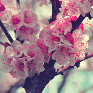 p-07-158-цветущая сакура p-07-158-цветущая сакура