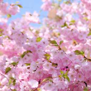p-07-159-pink cherry blossoms p-07-159-pink cherry blossoms