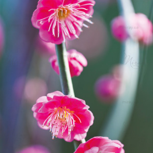 p-07-160-розовая сакура p-07-160-розовая сакура