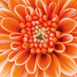 p-07-162-оранжевый гербер p-07-162-оранжевый гербер