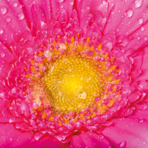 252b32d0-de6c-4cc6-81ab-848c813b3d2f 252b32d0-de6c-4cc6-81ab-848c813b3d2f