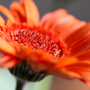 p-07-165-красивая Гербера p-07-165-красивая Гербера