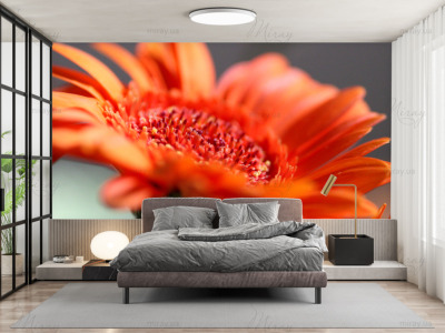 p-07-165-красивая Гербера-z p-07-165-красивая Гербера-z