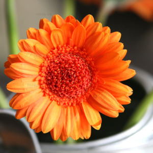 p-07-166-Gerbera p-07-166-Gerbera