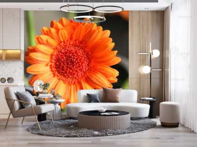 p-07-166-Gerbera-z p-07-166-Gerbera-z