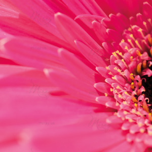 p-07-168-розовый гербер p-07-168-розовый гербер