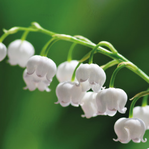 p-07-169-Ландыш (1) p-07-169-Ландыш (1)