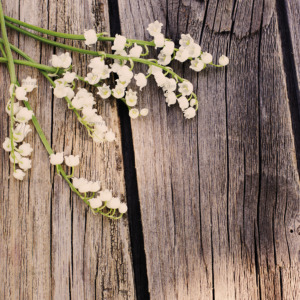 p-07-170-lilies of the valley on boats p-07-170-lilies of the valley on boats