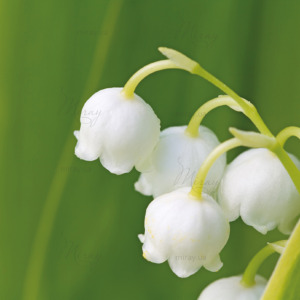 p-07-171-lilies of the valley p-07-171-lilies of the valley