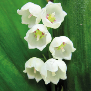 p-07-172landys1 p-07-172landys1