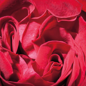 p-07-173-scarlet rose p-07-173-scarlet rose