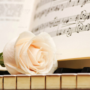 p-07-174-white rose on the piano p-07-174-white rose on the piano