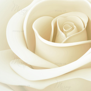 p-07-176-белая роза1 p-07-176-белая роза1