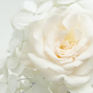 p-07-177-white rose2 p-07-177-white rose2