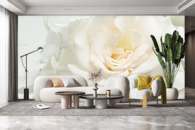 p-07-177-white rose2-z p-07-177-white rose2-z