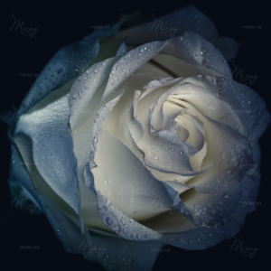 p-07-178-бело голубая роза p-07-178-бело голубая роза