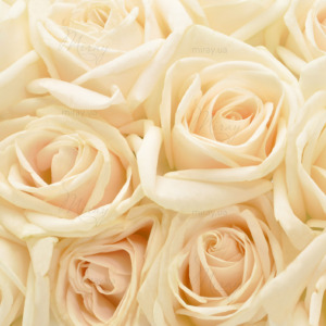 p-07-179-white roses1 p-07-179-white roses1