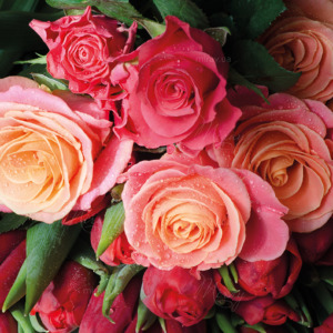 p-07-182-букет роз p-07-182-букет роз