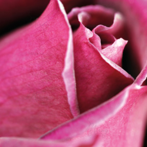 p-07-183-бутон малиновой розы p-07-183-бутон малиновой розы