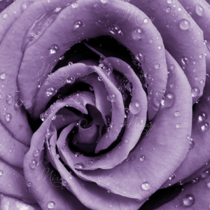 p-07-185-сиреневая роза лепестки p-07-185-сиреневая роза лепестки