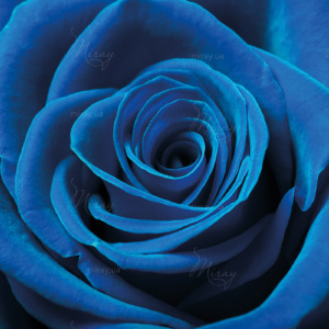 p-07-186-синяя роза p-07-186-синяя роза