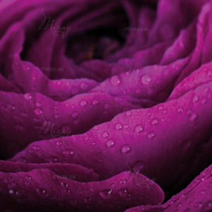 p-07-187-фиолетовая роза (1) p-07-187-фиолетовая роза (1)