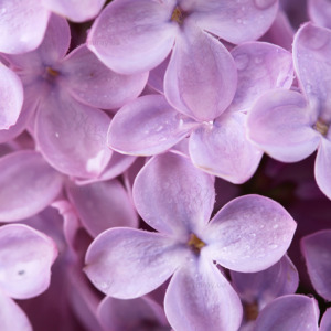 p-07-189-бутончики сирени p-07-189-бутончики сирени