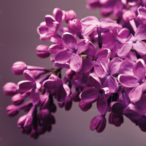 p-07-190-lilac (1) p-07-190-lilac (1)