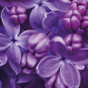 p-07-191-lilac flowers (1) p-07-191-lilac flowers (1)