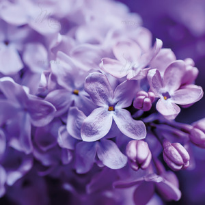 p-07-192-квітки сірені1 p-07-192-квітки сірені1