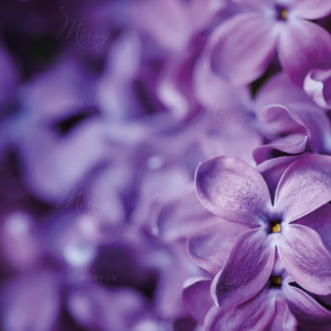 p-07-193цветкі сірені2 p-07-193цветкі сірені2