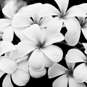 p-07-194-чорно білий бузок p-07-194-чорно білий бузок