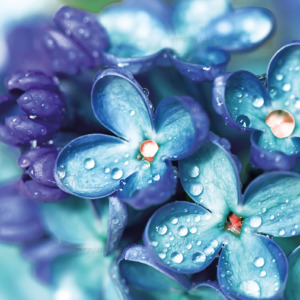 p-07-195-колір бузку p-07-195-колір бузку