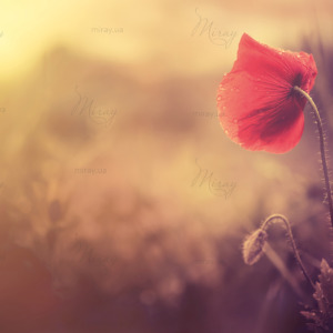 p-07-197-красный мак p-07-197-красный мак