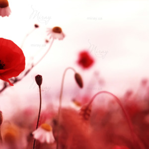 p-07-199-маки p-07-199-маки