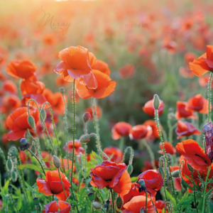 p-07-201-поле макев p-07-201-поле макев