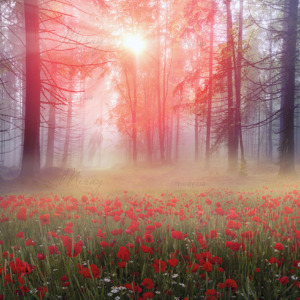 p-07-202-поляна тюльпанов в лесу p-07-202-поляна тюльпанов в лесу