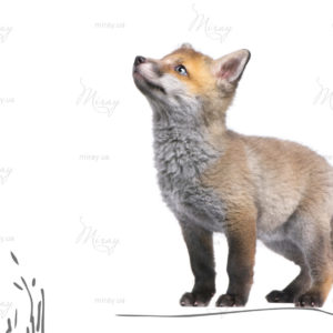 Зверята в лесу Зверята в лесу