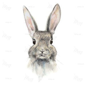 Watercolor,Single,Hare,Painting,,Rabbit,Animal,Illustration,Isolated,On,White Watercolor,Single,Hare,Painting,,Rabbit,Animal,Illustration,Isolated,On,White