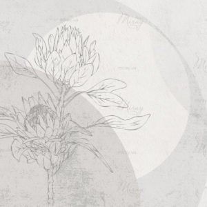 Протея Протея